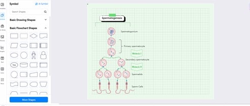 Spermatogenesis-Stages illustration