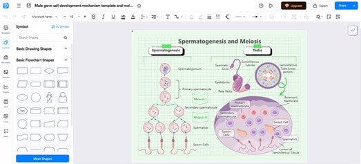 Spermatogenesis-Stages illustration