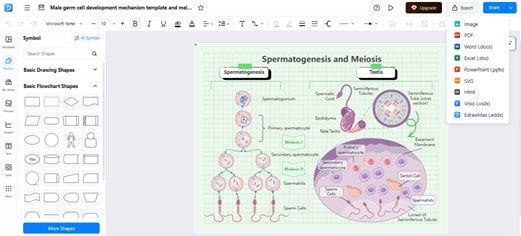 Spermatogenesis-Stages illustration