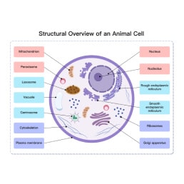 Structural Overview of an Animal Cell