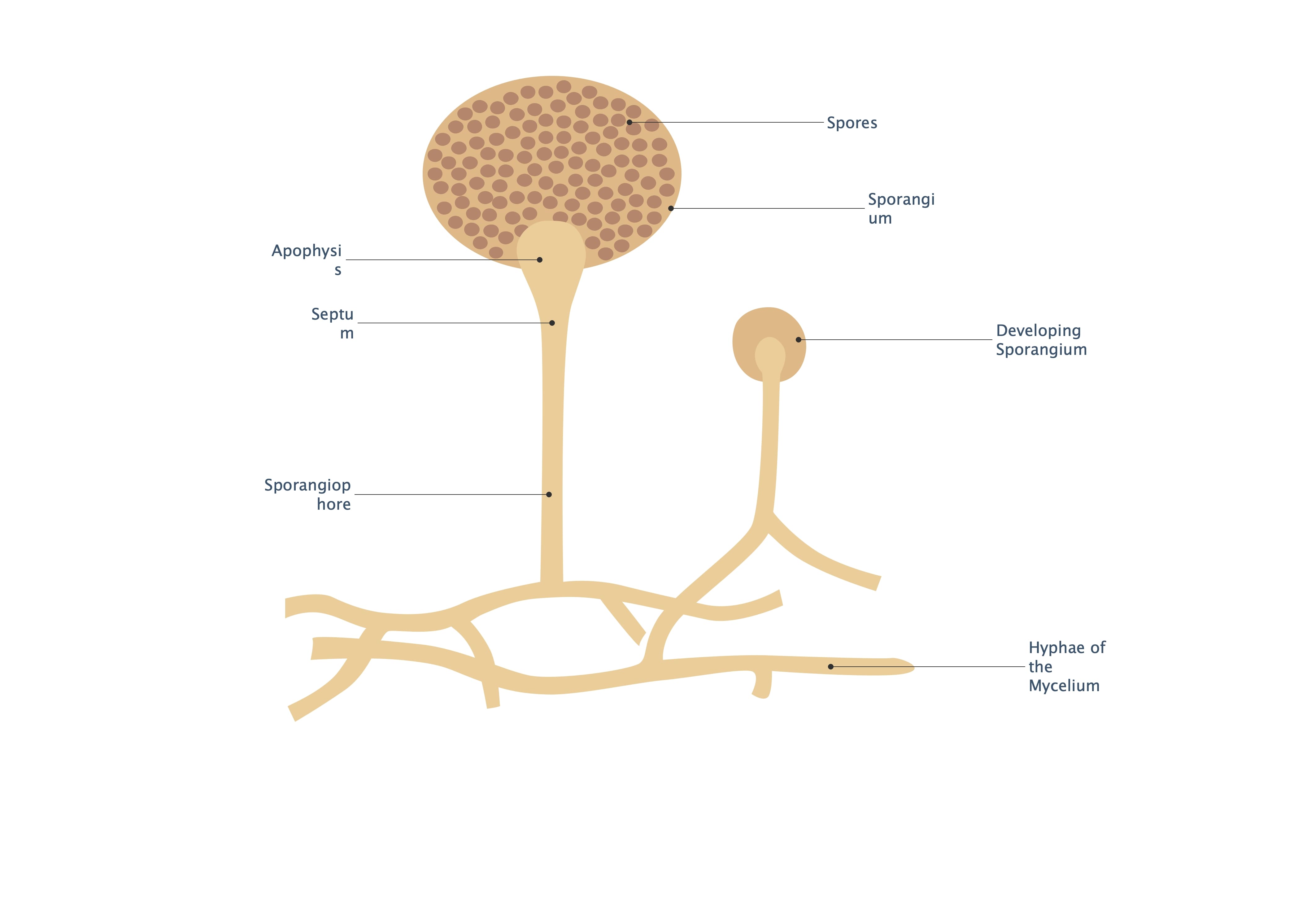  Lungs Anatomy Diagram