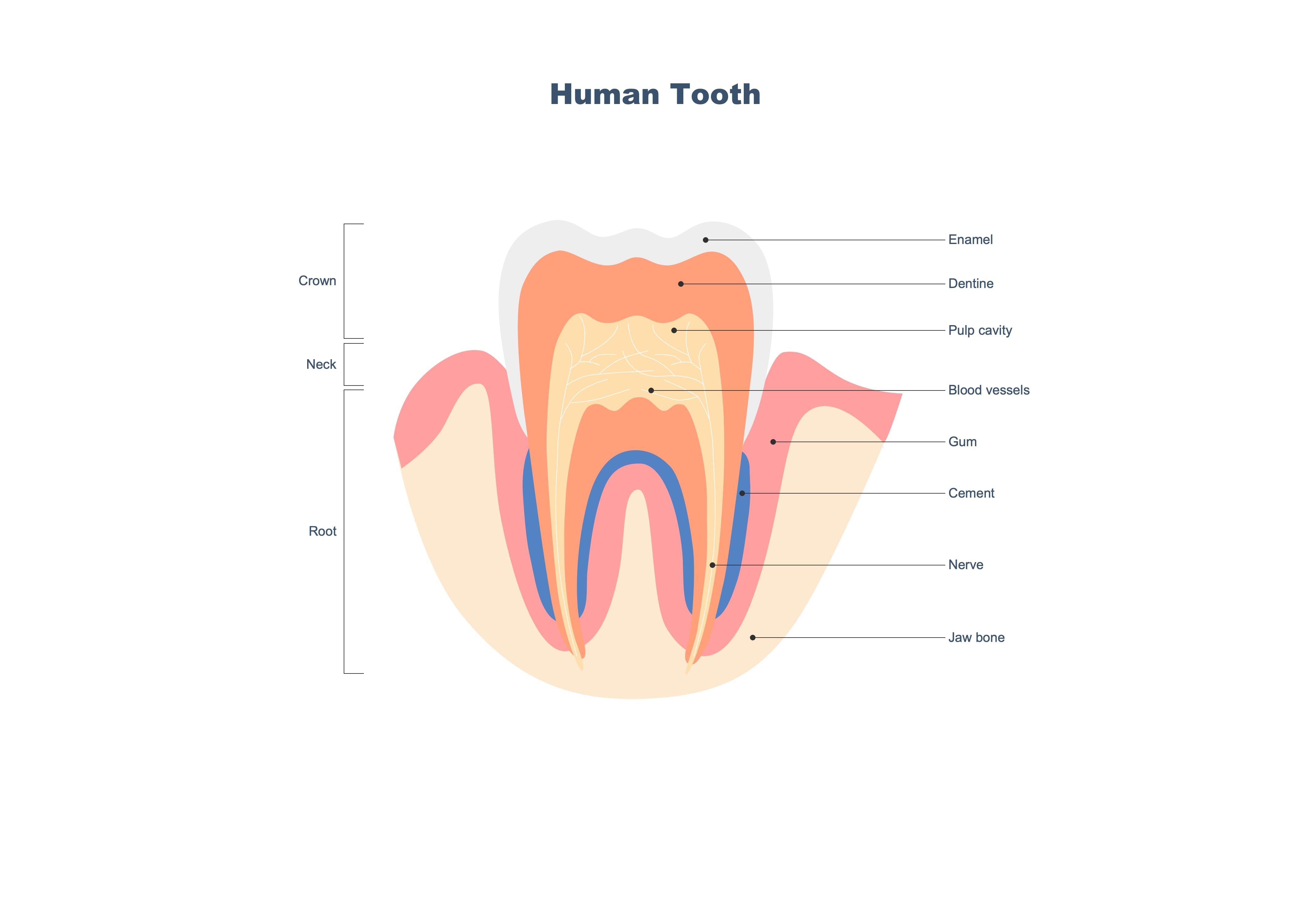 Tooth Anatomy Diagram