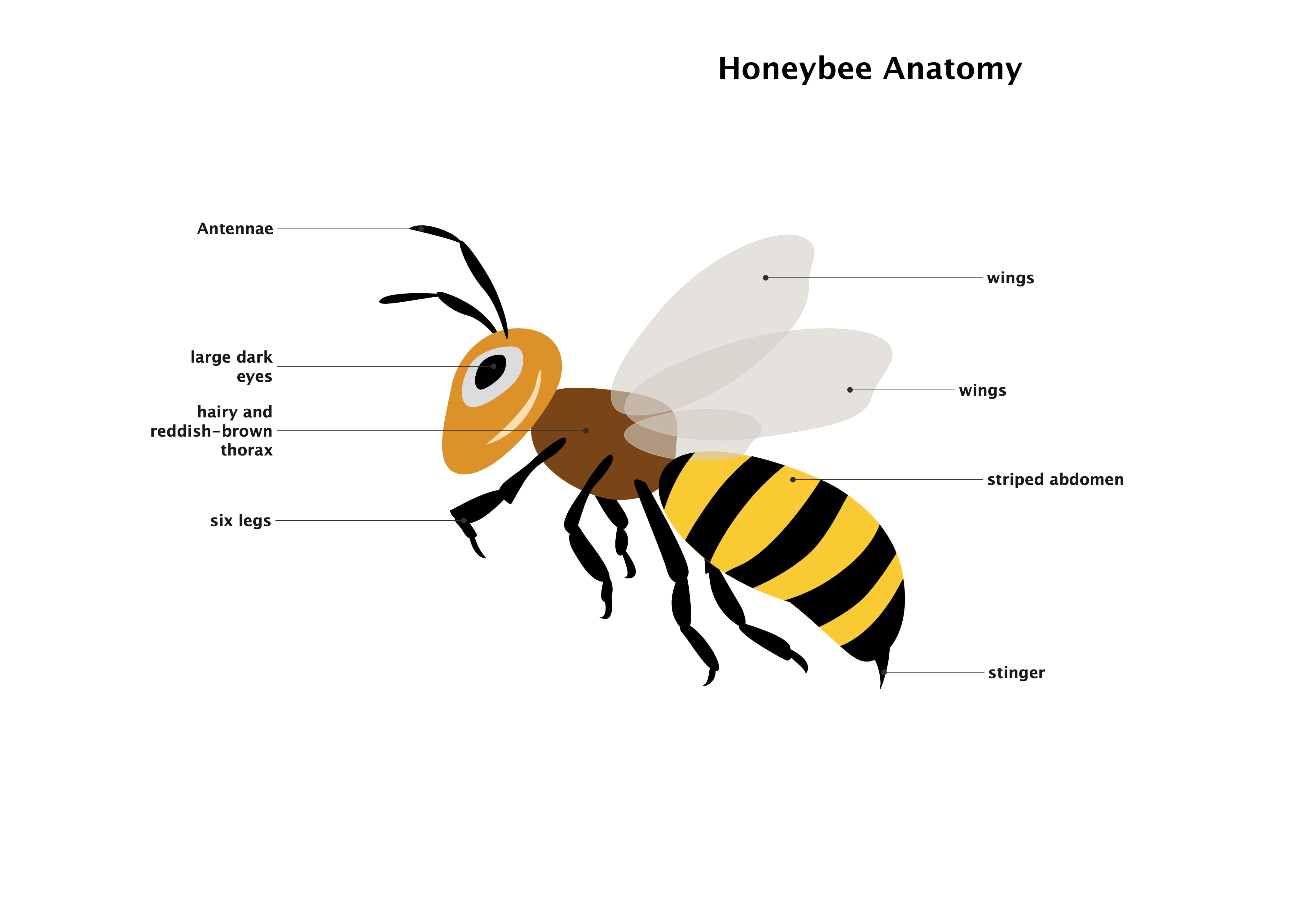 Honeybee Anatomy Diagram
