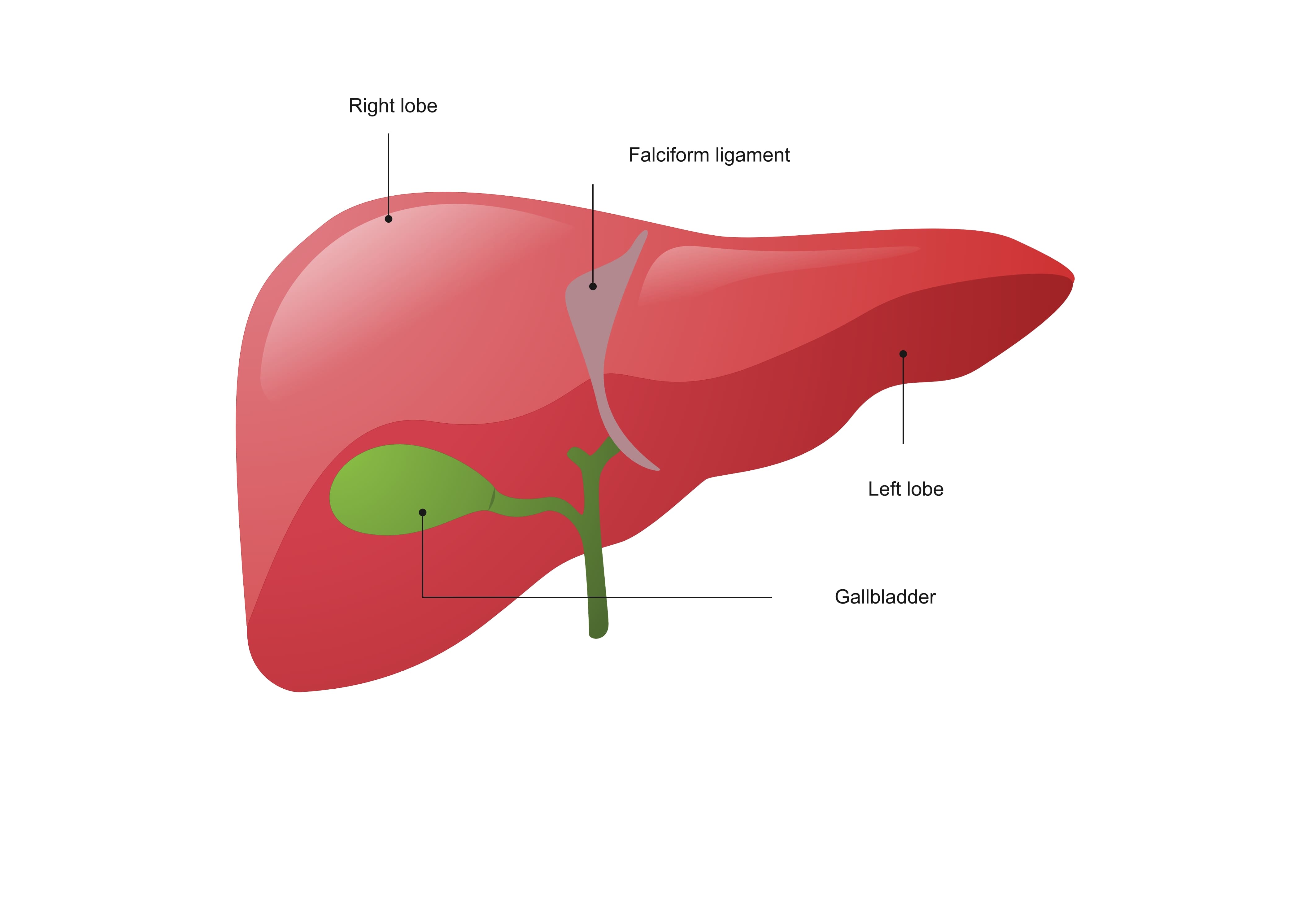Liver Anatomy Diagram