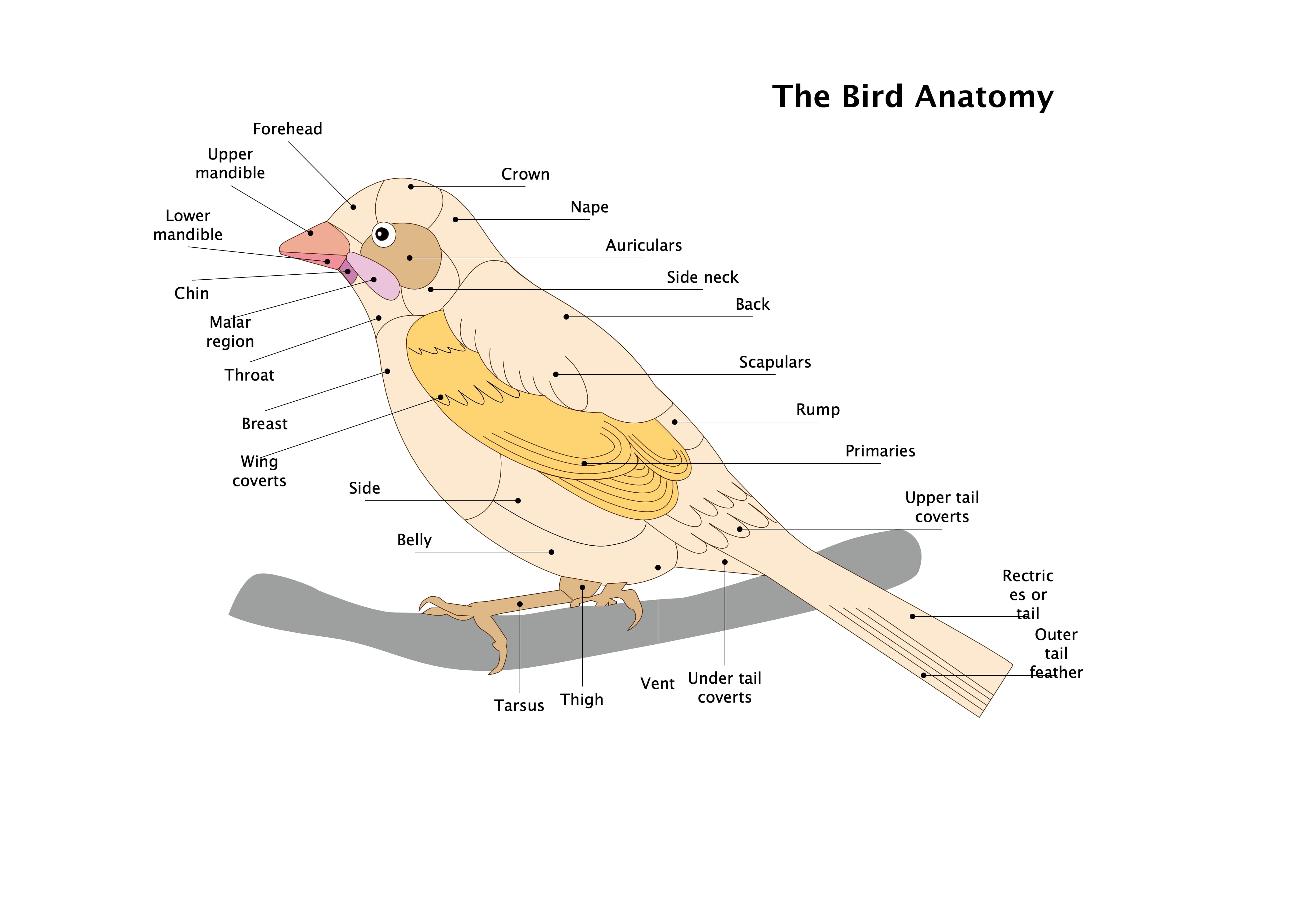 Bird Anatomy Diagram