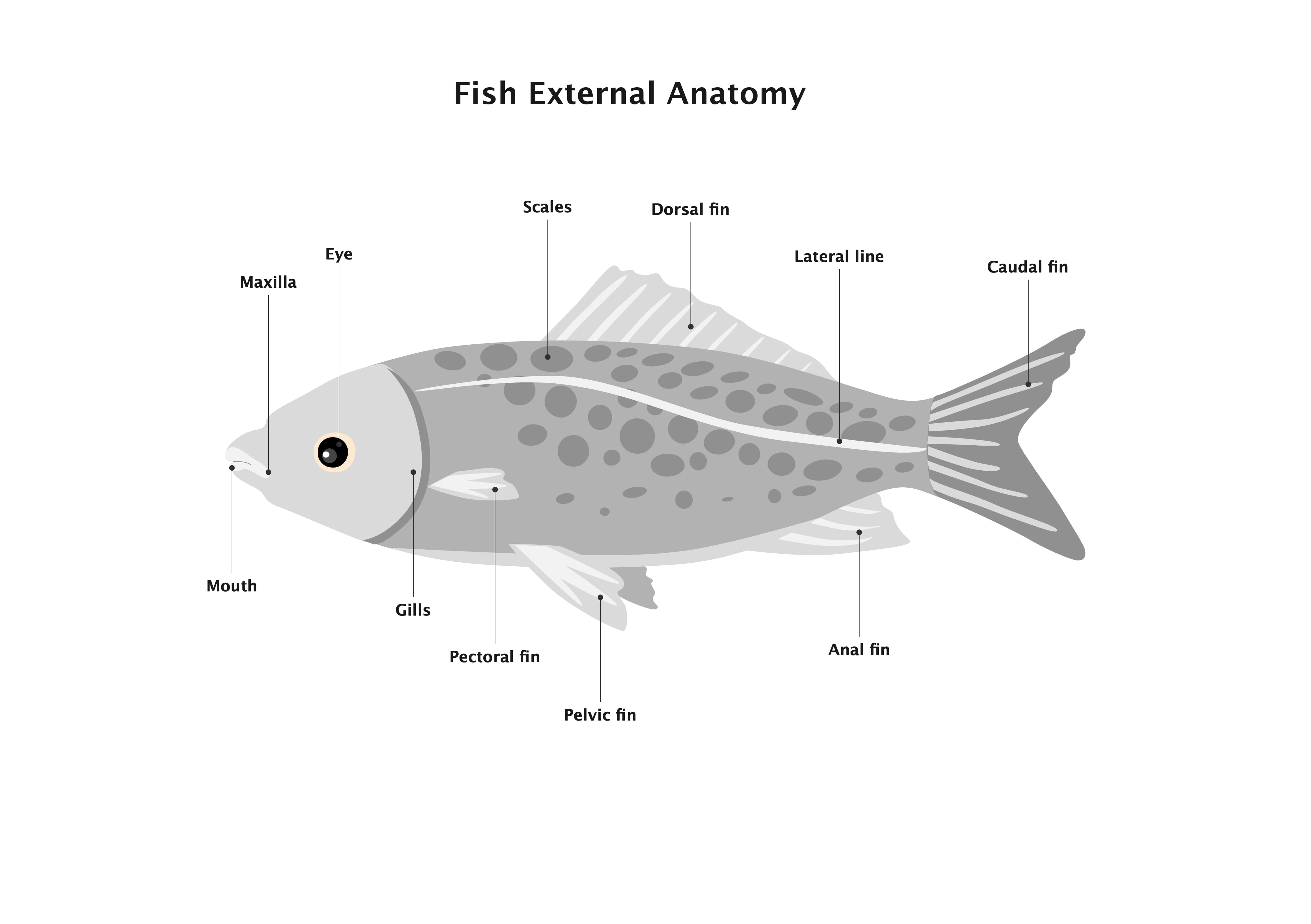  Fish Anatomy Diagram