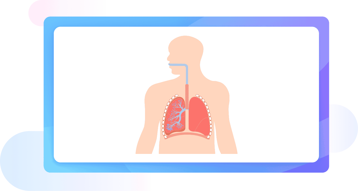 anatomy diagram banner