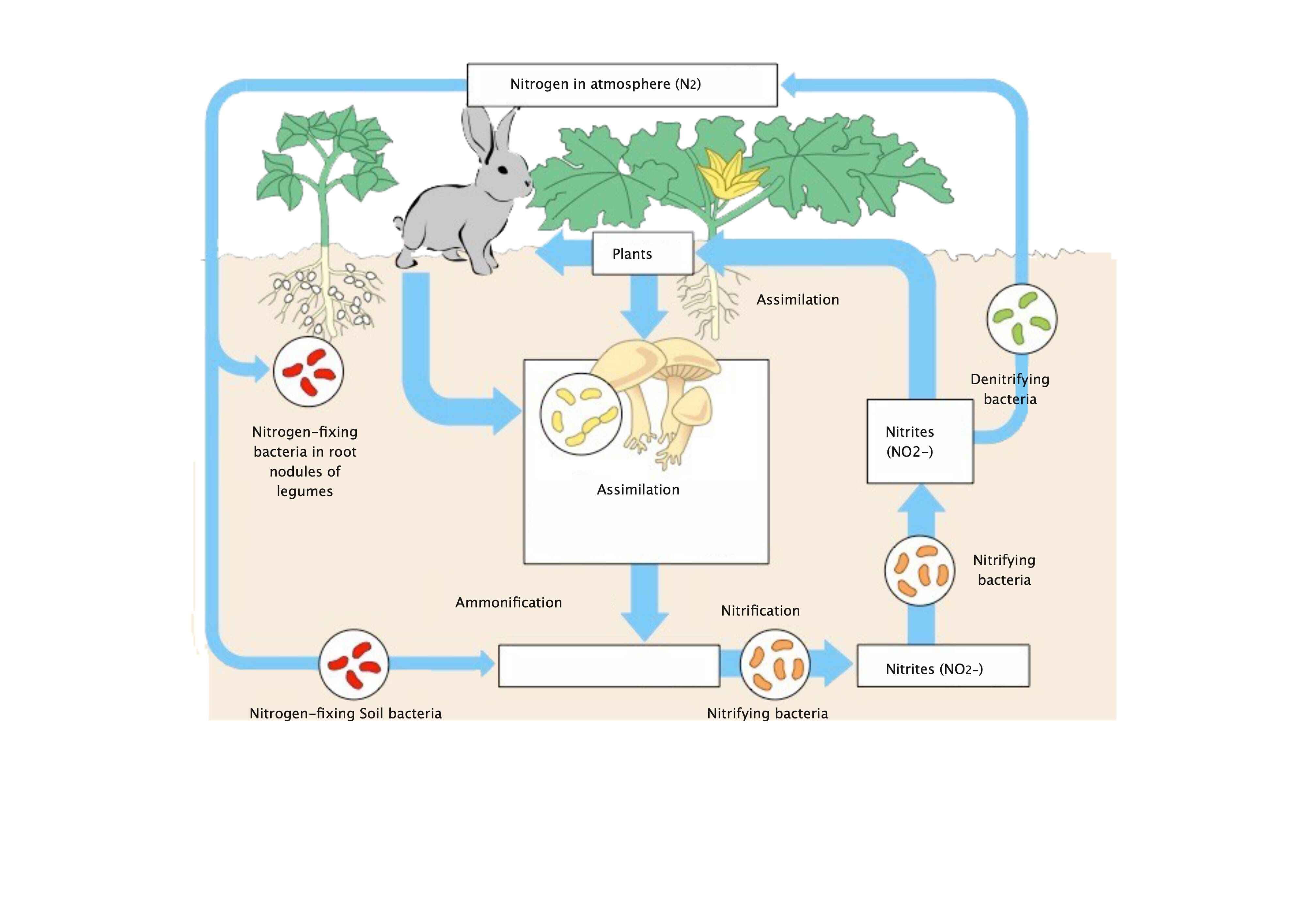 Nitrogen Cycle Diagram