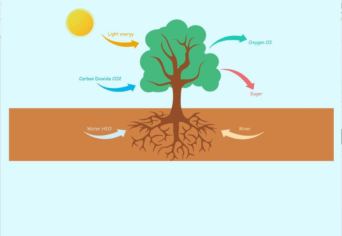 ejemplo diagramas científicos 3