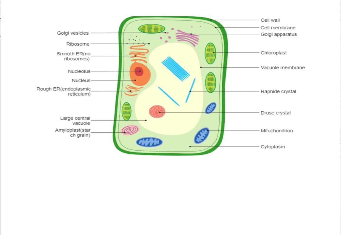 ejemplo diagramas científicos 6