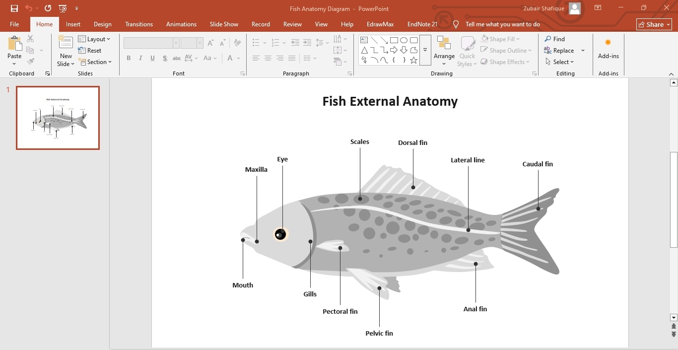 fishbone diagram template