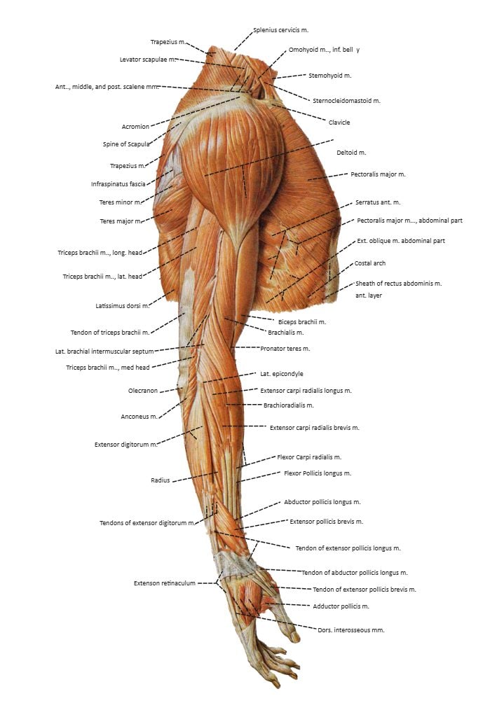 Preview for Arm Muscle Diagram