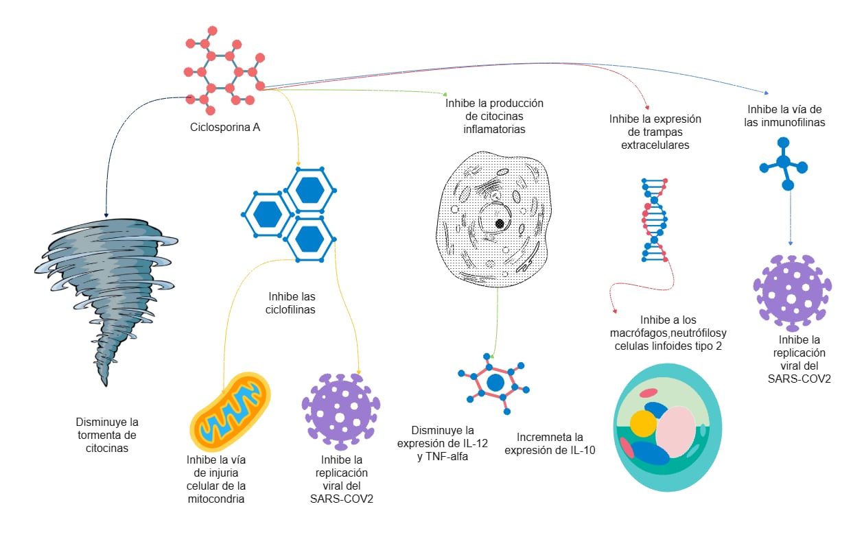 Preview for Cyclosporin A Mechanism Diagram