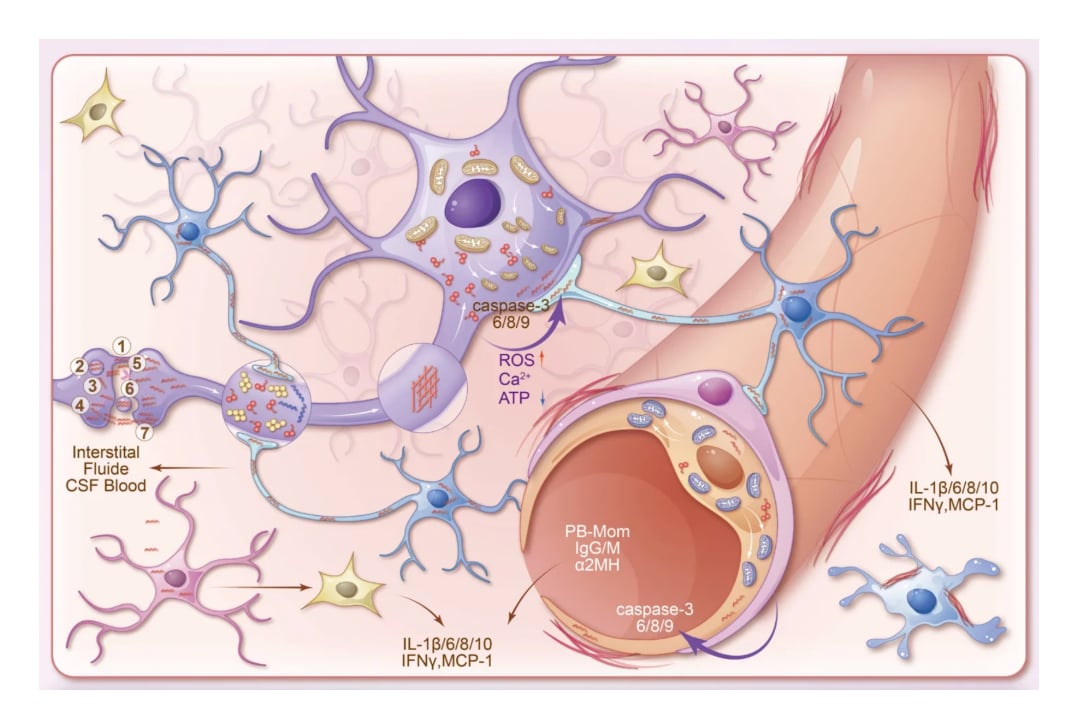 Free Neuronal Apoptosis Pathway Diagram