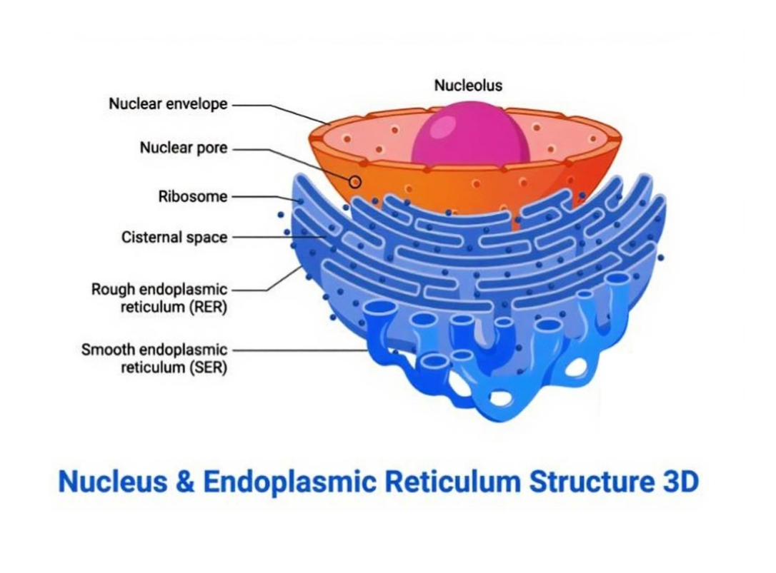 Free Nucleus and Endoplasmic Reticulum 3D Structure Diagram