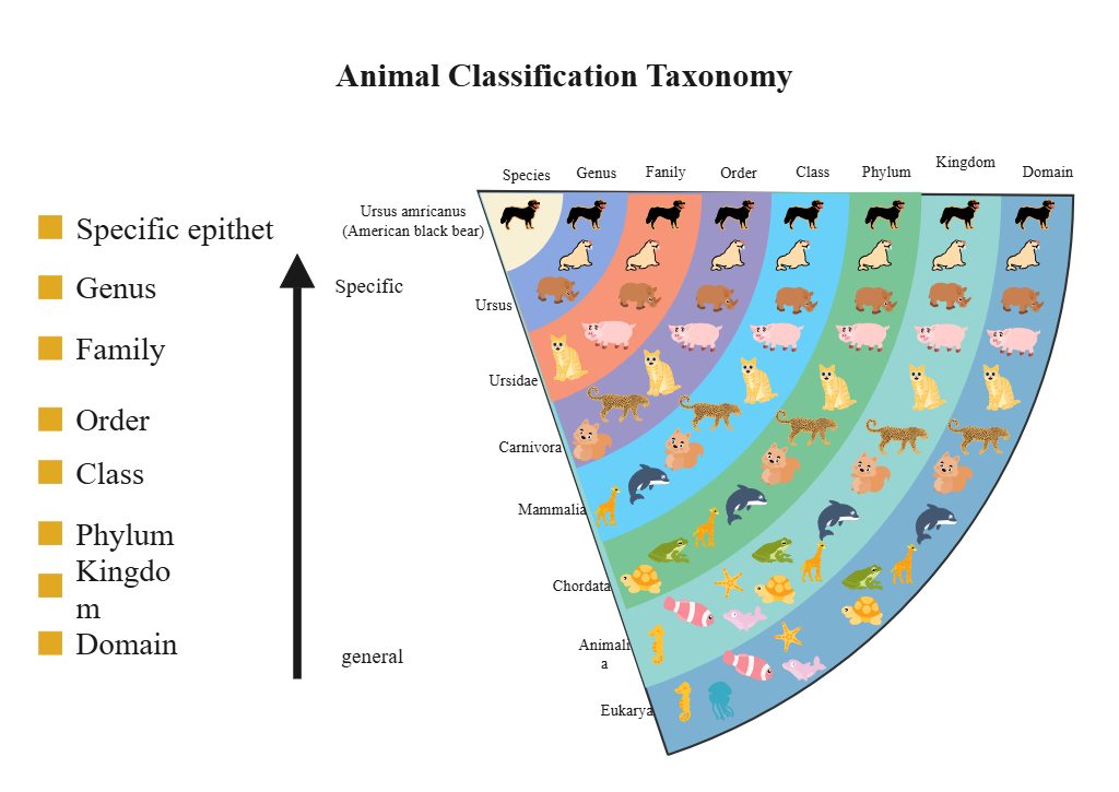 Bearbeitbare Taxonomie-Diagramm Vorlage für das Biologielernen