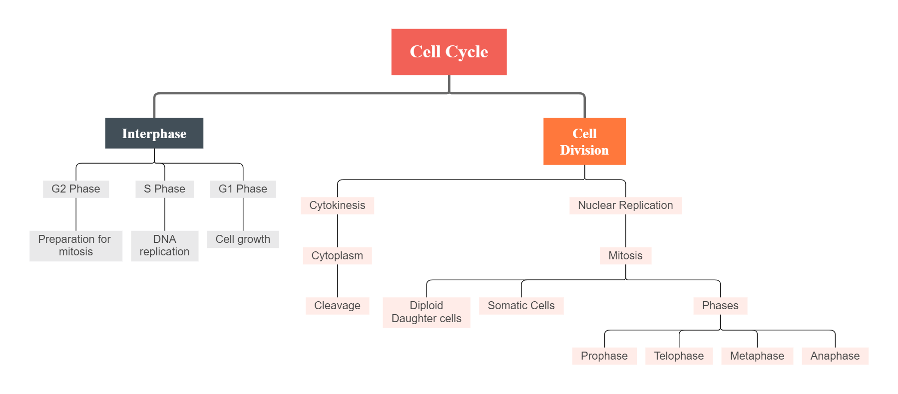 細胞周期のコンセプトマップ
