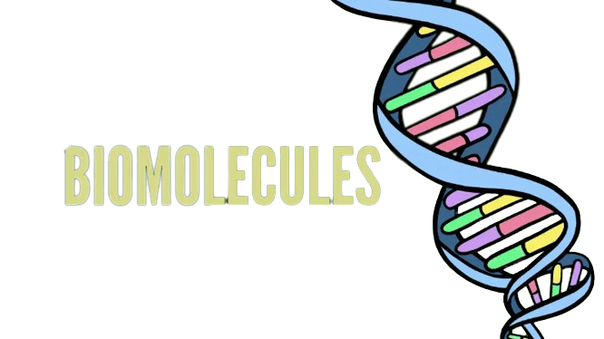 Concept map of biomolecules