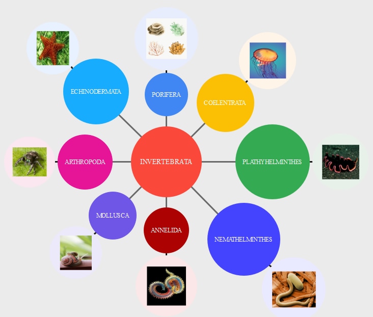 Mapa de burbujas de invertebrados