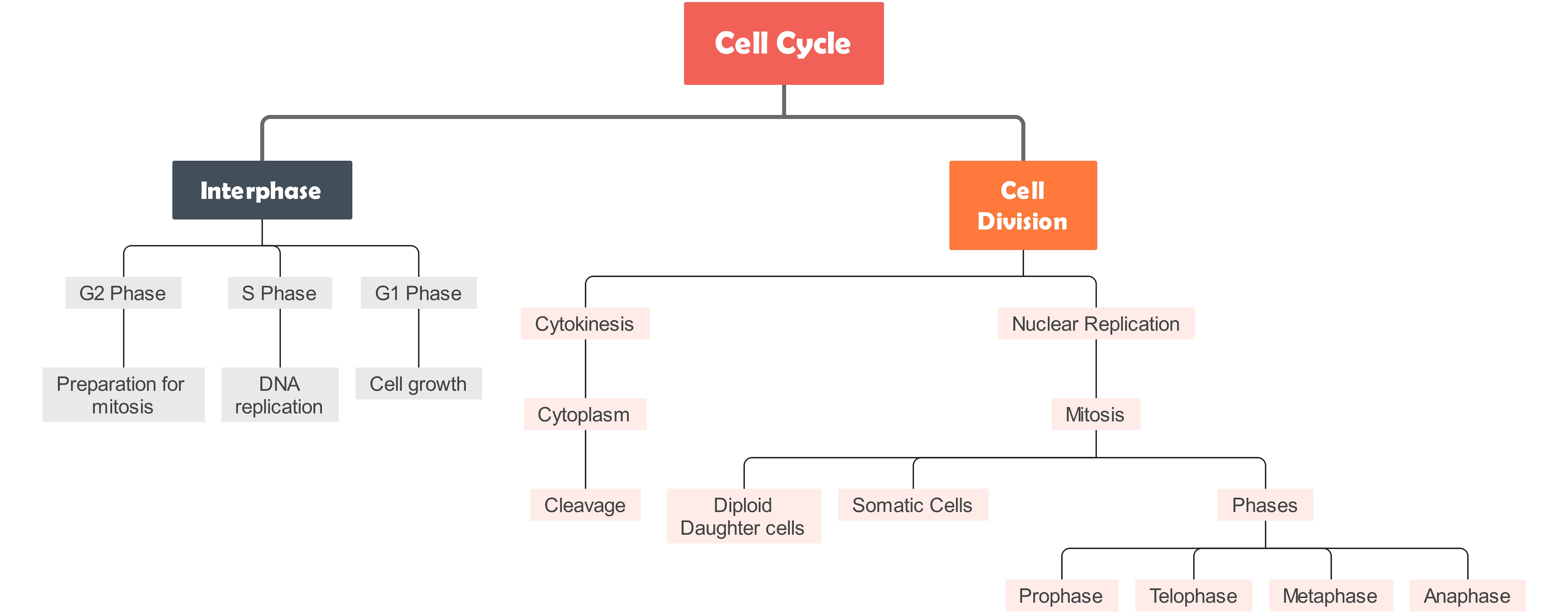 Plantilla de mapa conceptual de la división celular