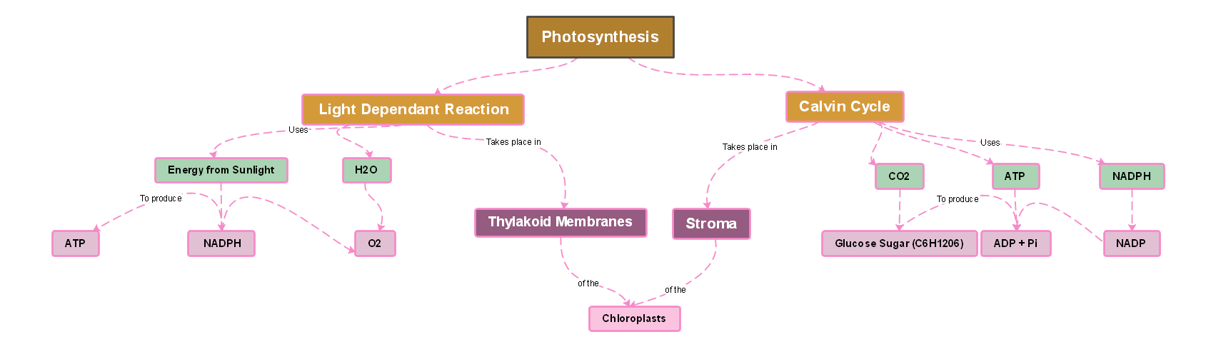 Mapa conceptual de la fotosíntesis