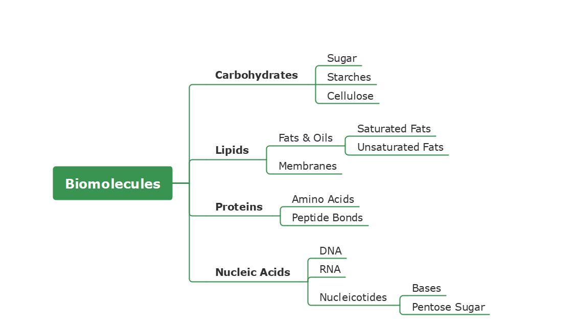 Macromolecules Concept Map