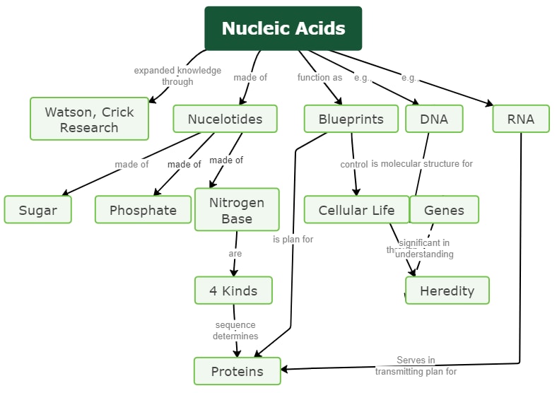 plantilla para el mapa conceptual de los ácidos nucleicos
