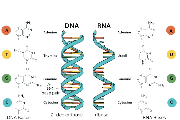 nucleic acids concept map