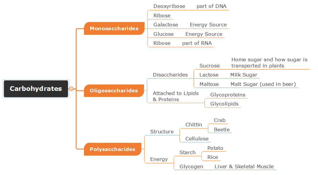 concept map of carbohydrates 