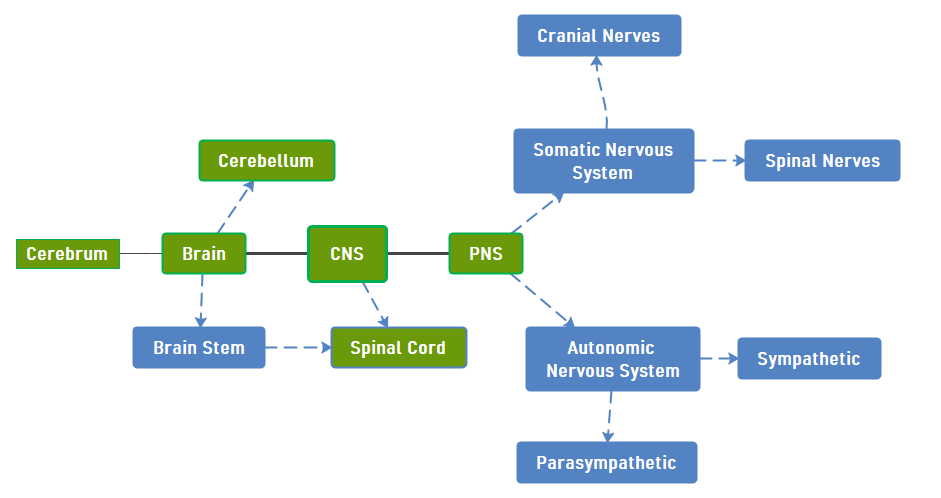 concept map of the nervous system