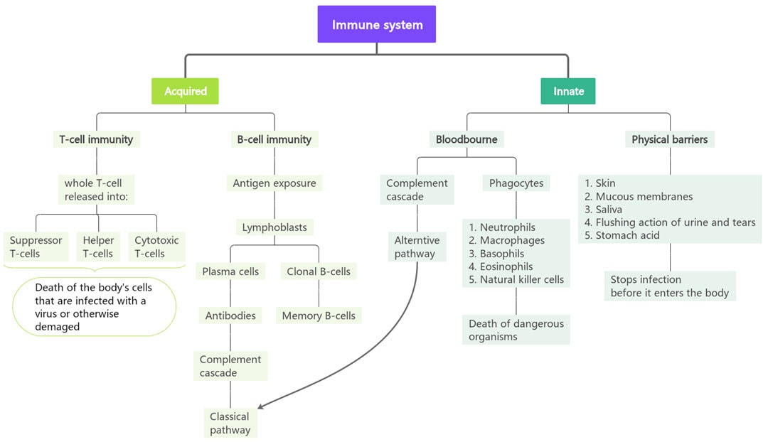 System Concept Map