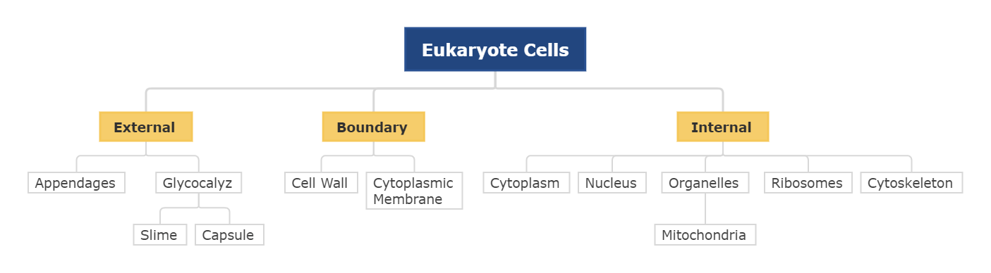 eukaryote cells concept map template