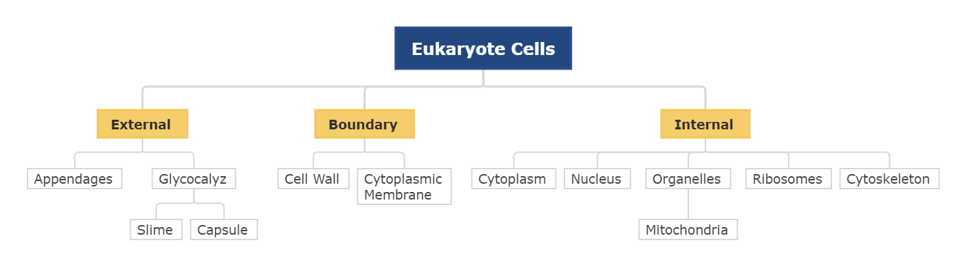modelo de mapa conceitual de células eucarióticas