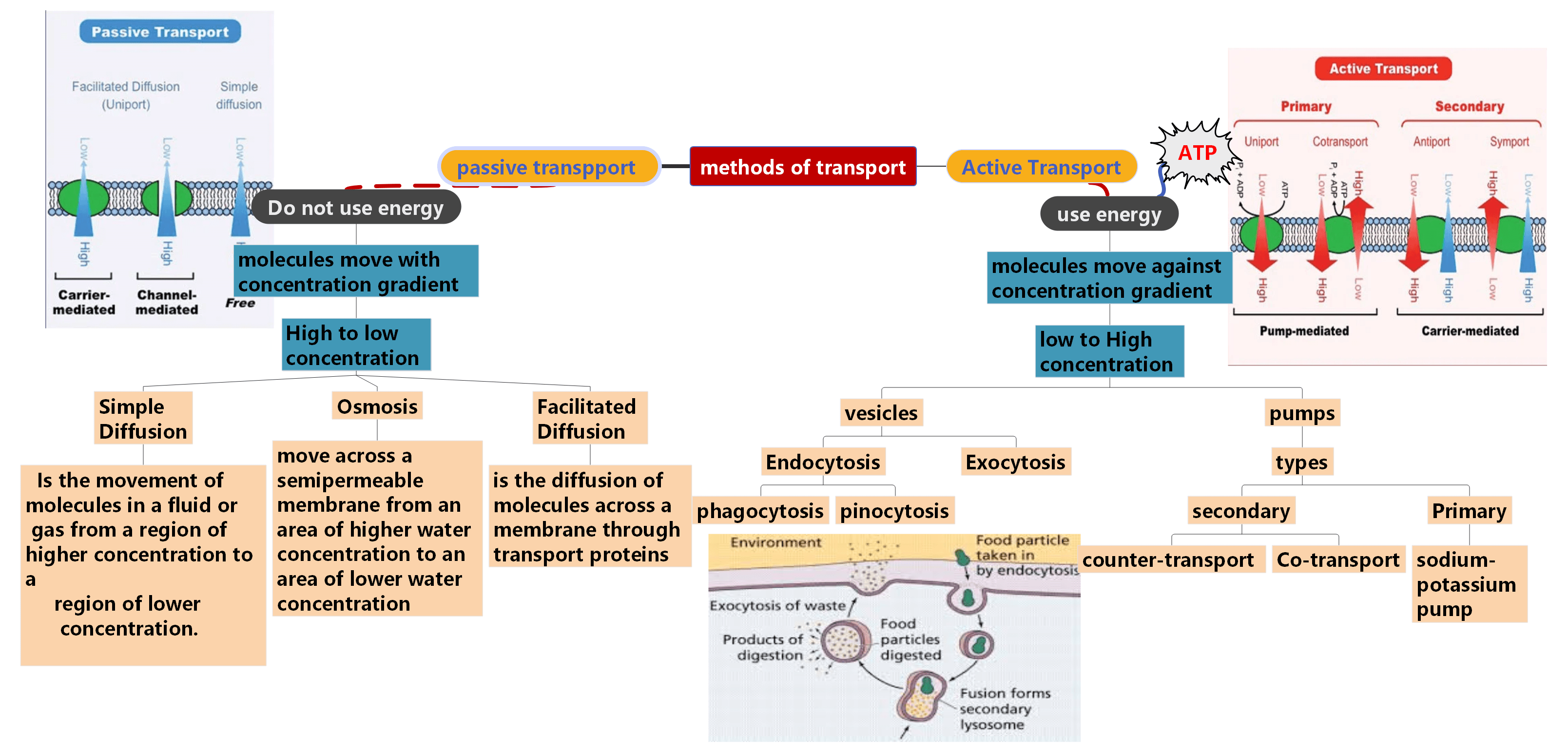 methods of cell transport