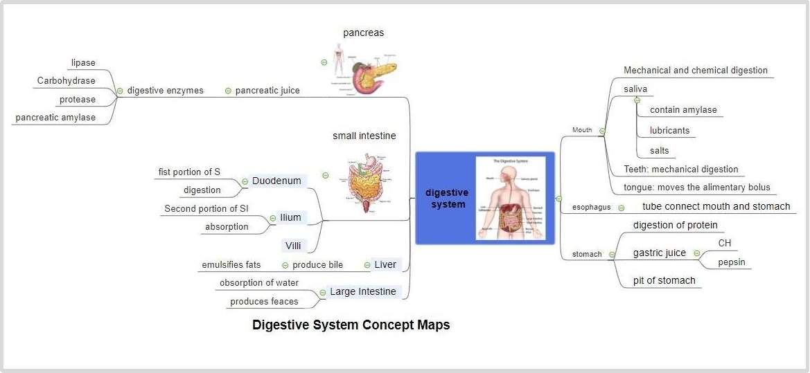 digestive-system-concept-map