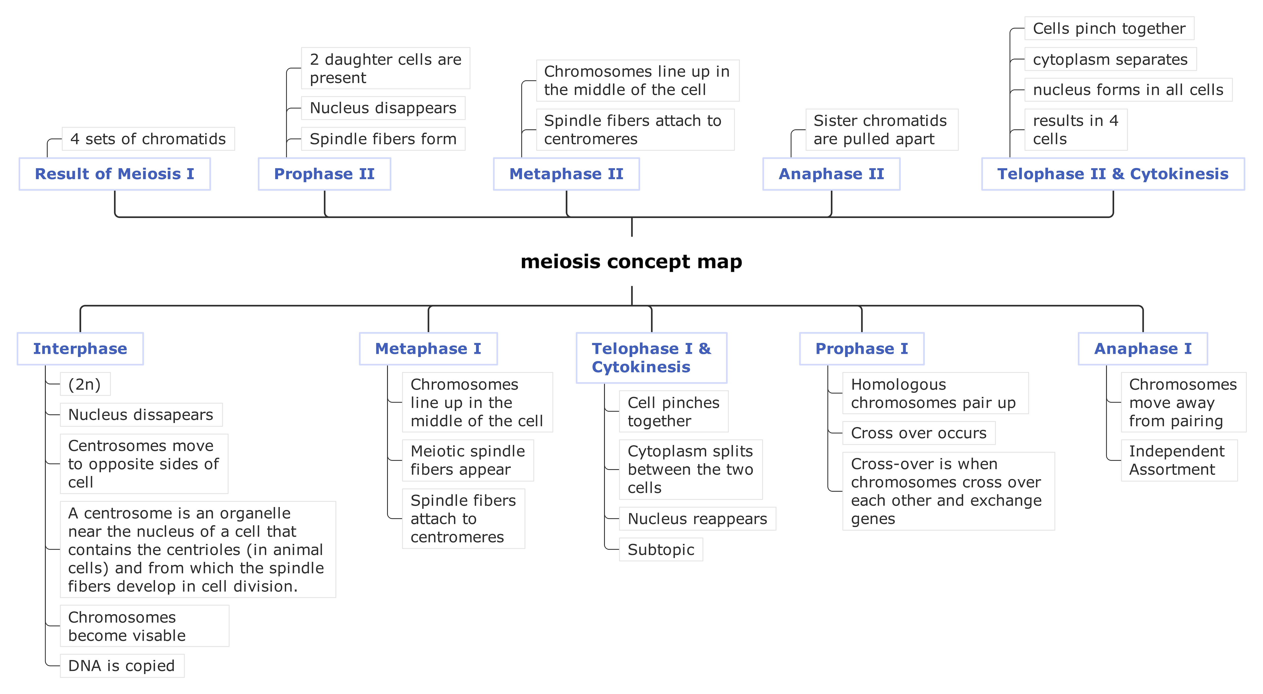 example 2 of meiosis concept map