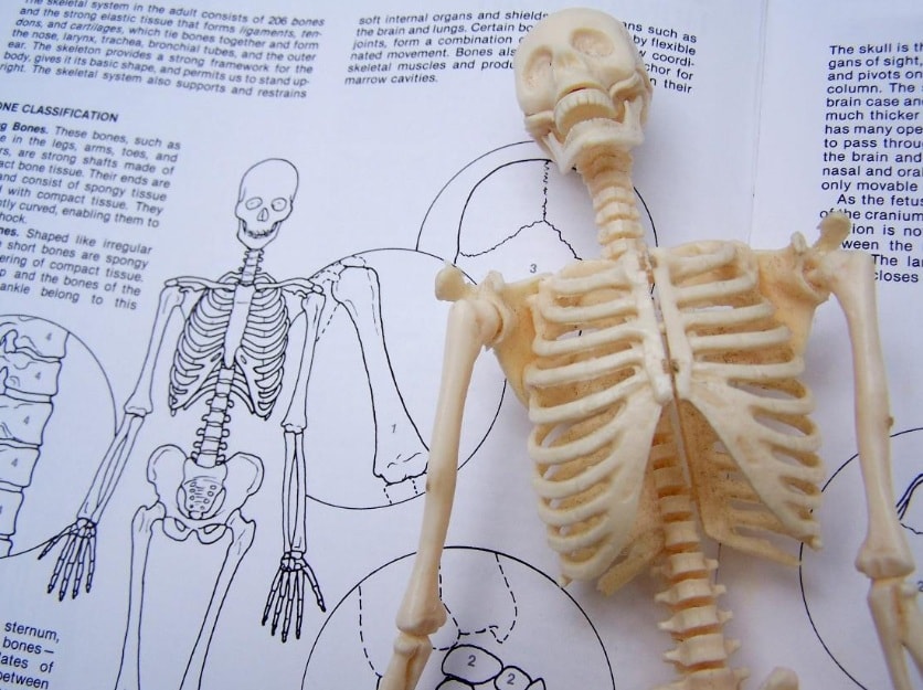 illustration of the skeleton