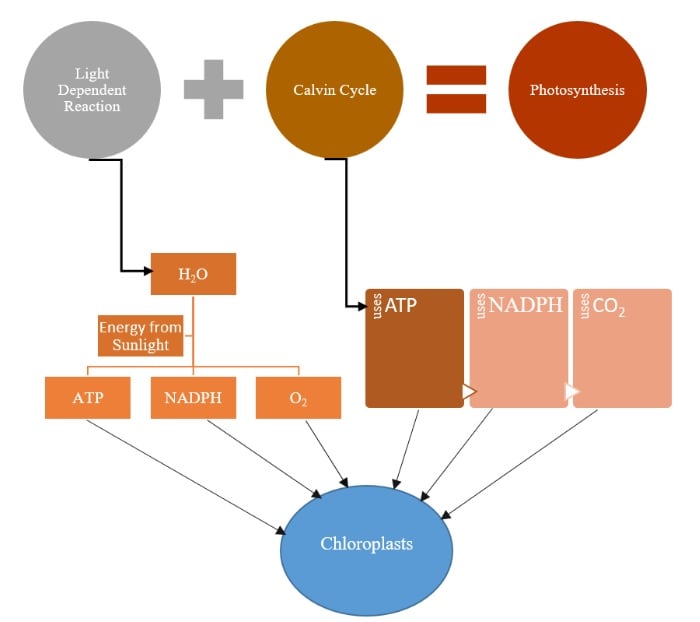 memorize biology terms