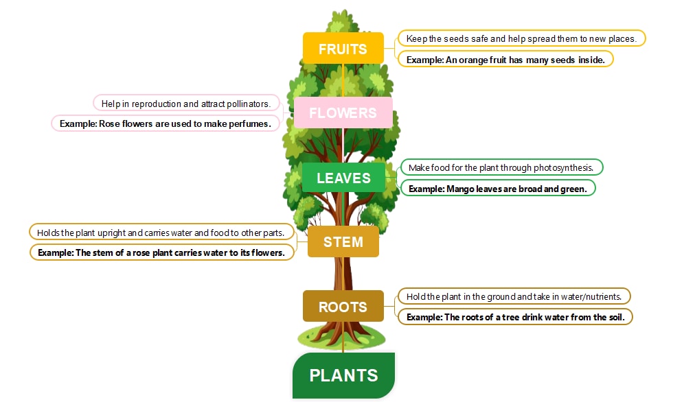 plants concept map