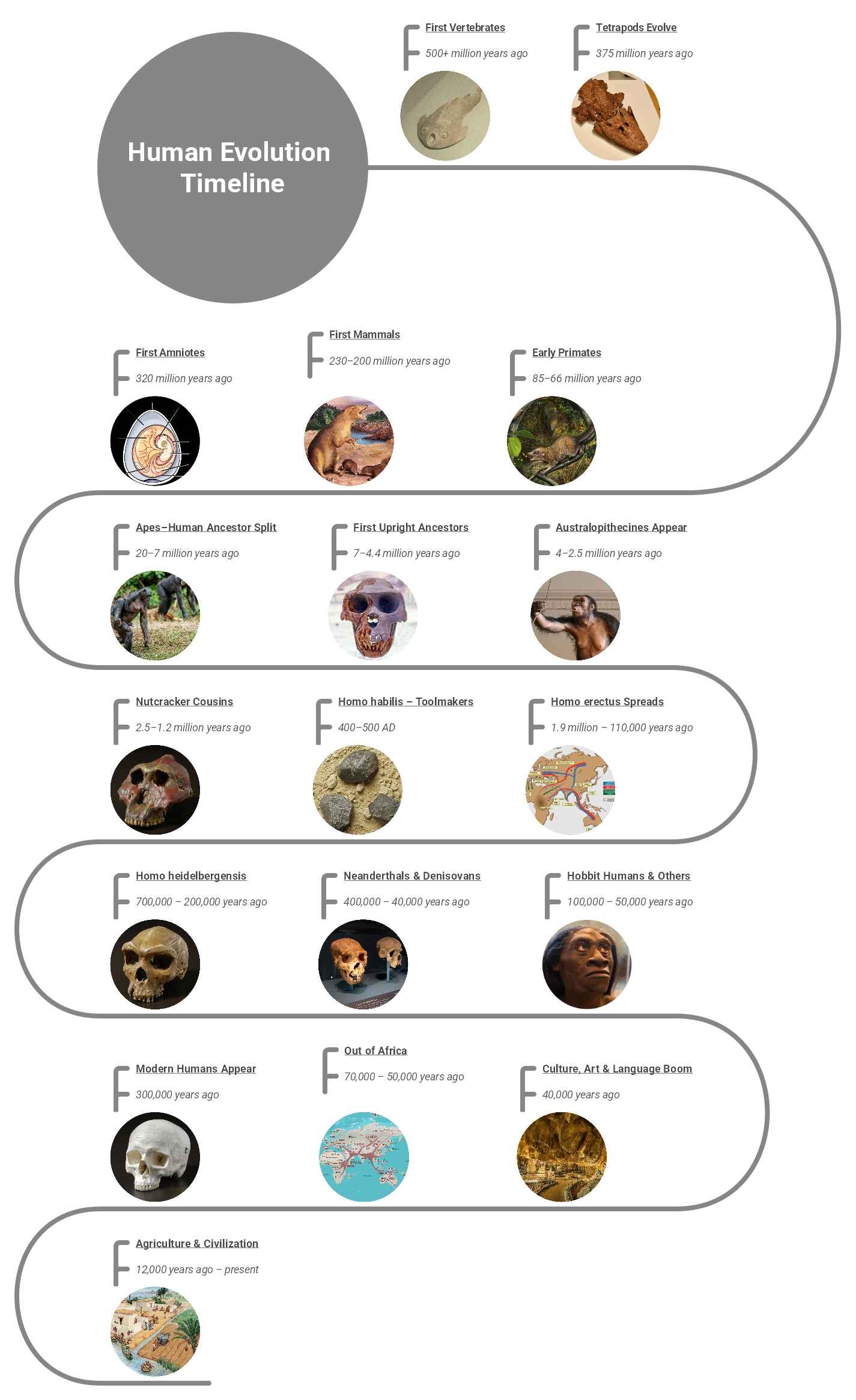 evolution-human-timeline