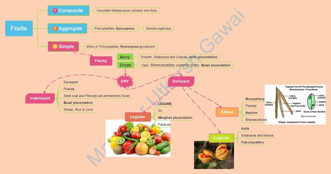 types of fruits mind map-classification
