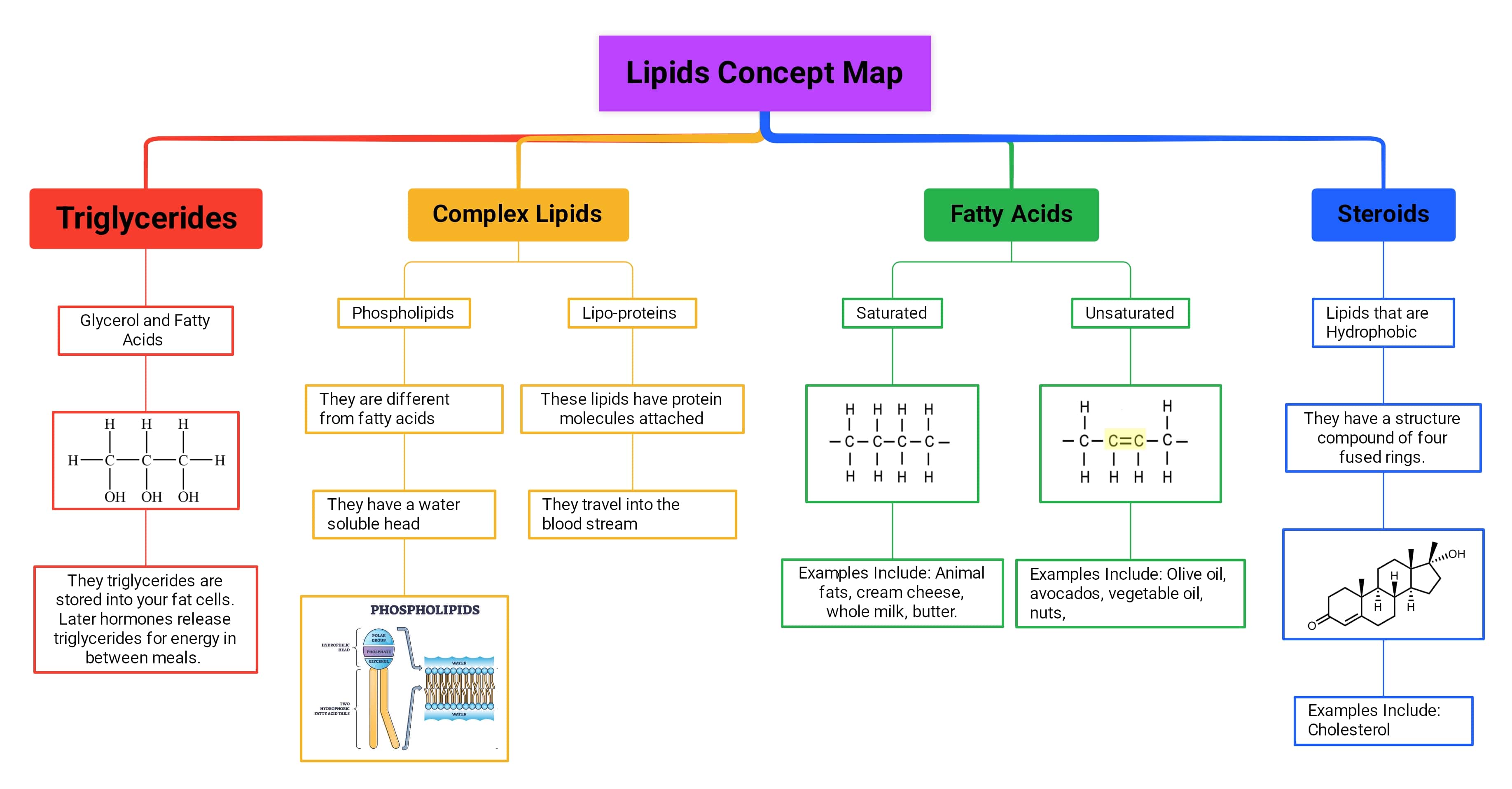 lipids concept map