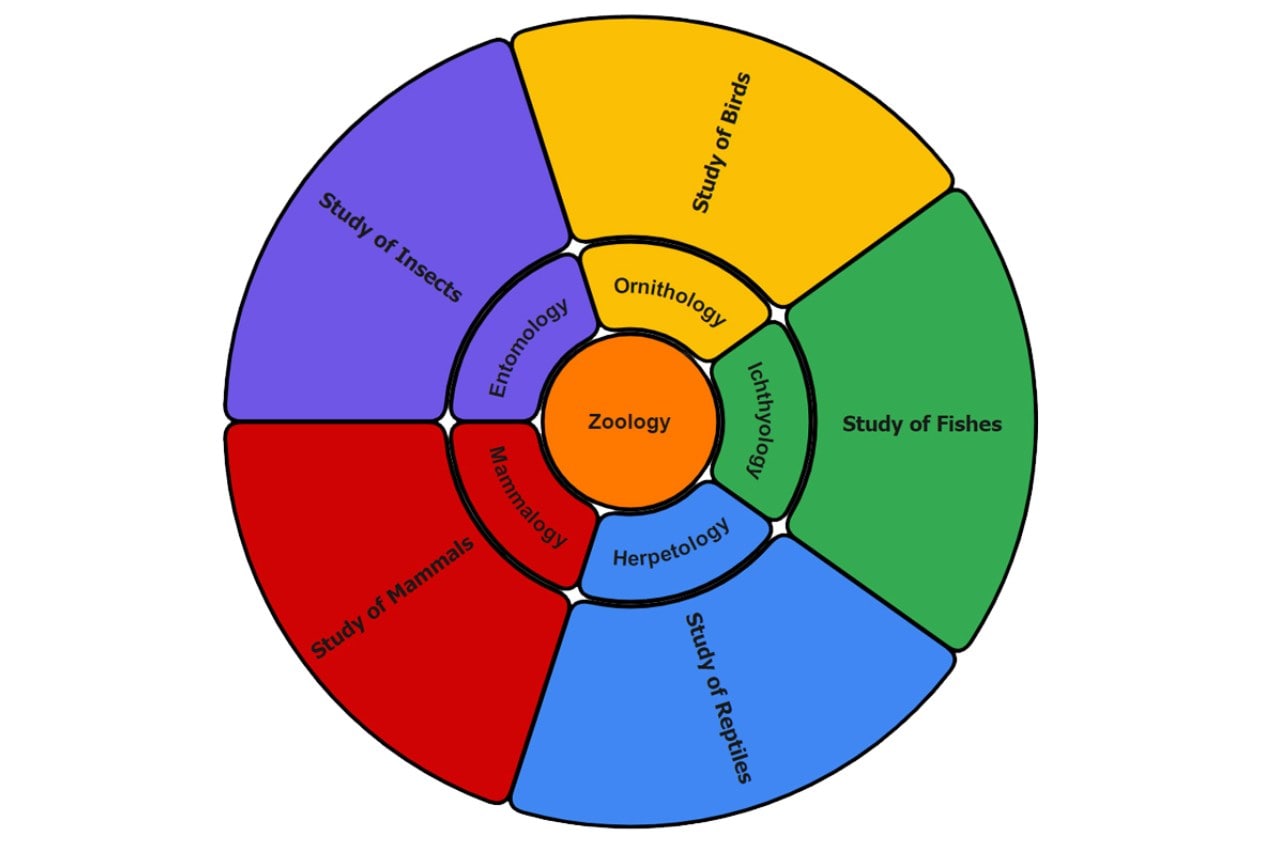 radial mind map example
