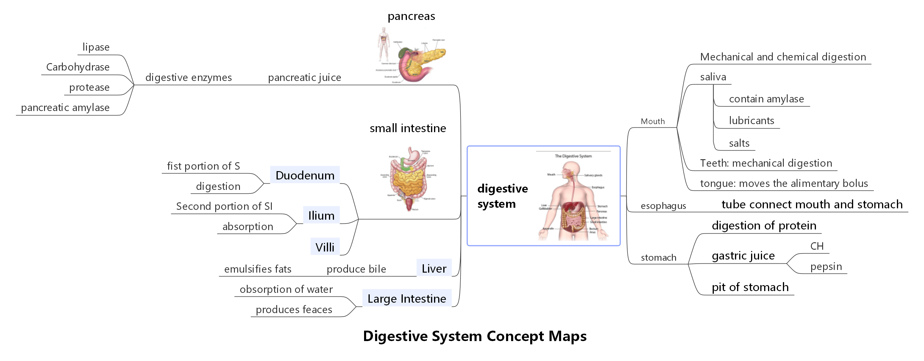 Konzeptkarte für das Verdauungssystem