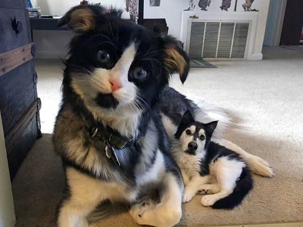 pet dog and cat face swap