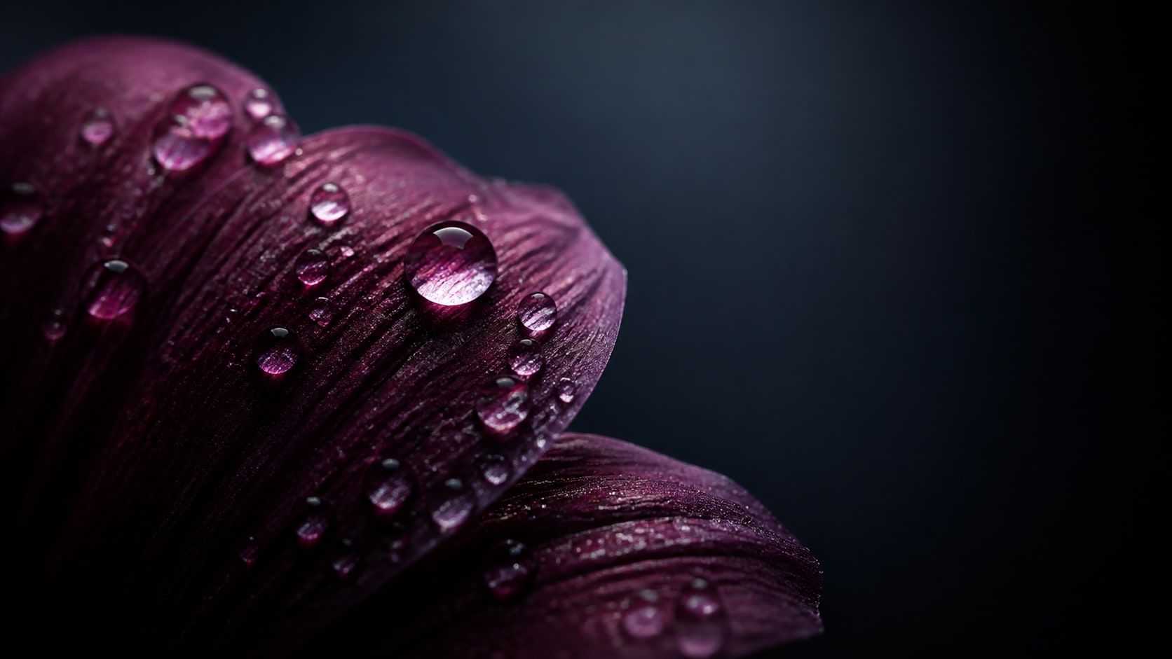 macro close-up image turned into a video asset in Filmora