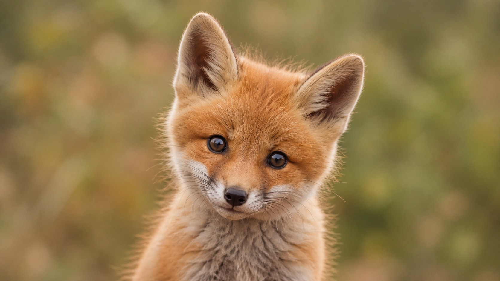 cute baby fox portrait prompt feature image