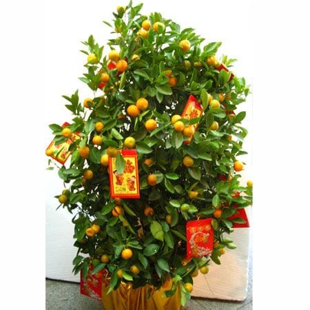 kumquat tree for chinese New Year