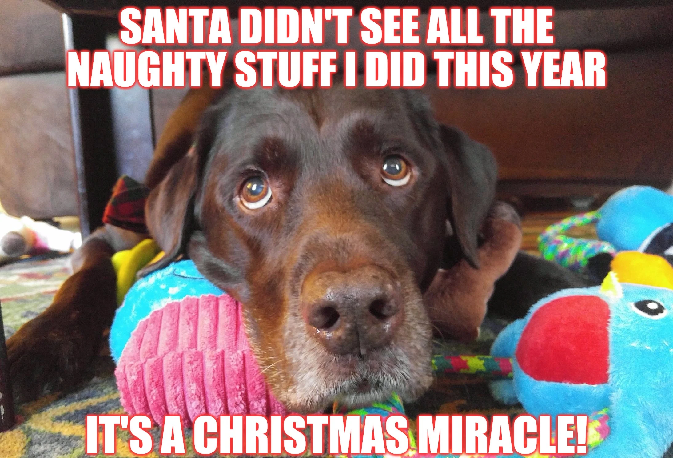 xmas miracle memes