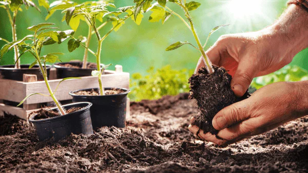 am schnellsten wachsender youtube-kanal - Urban Gardening